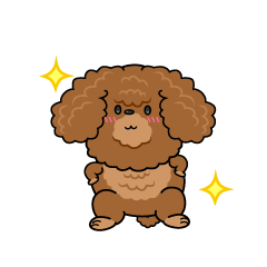 自信満々な小ちゃな茶色のトイプードル