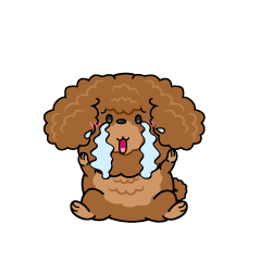 大泣きする小ちゃな茶色のトイプードル