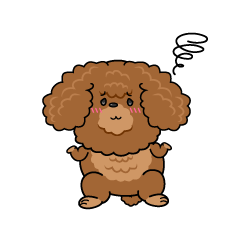 困る小ちゃな茶色のトイプードル