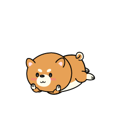 じっと見る小ちゃな柴犬